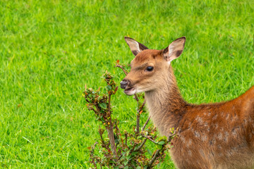 A Fawn on the Lawn in the Garden
