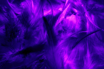 Beautiful abstract texture close up color black purple and pink feathers background and wallpaper