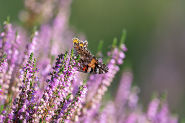Schmetterling im Heidekraut