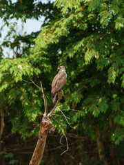 Common Black Hawk (Buteogallus anthracinus), taken in Costa Rica