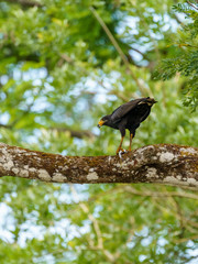 Common Black Hawk (Buteogallus anthracinus), taken in Costa Rica