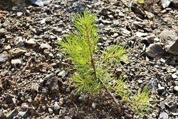 a small tree grew on rocky ground