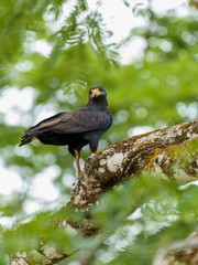 Common Black Hawk (Buteogallus anthracinus), taken in Costa Rica