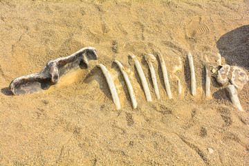 A dinosaur fossil excavation simulator in the sand for the education and training of children. © Gavial