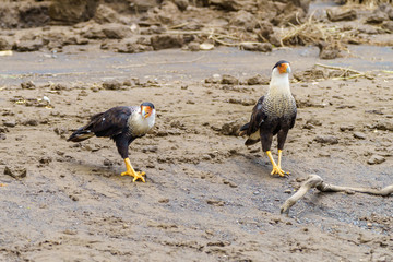 Crested Caracara (Caracara plancus), taken in Costa Rica