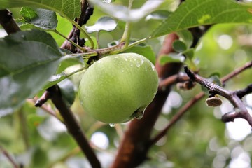 green apple on a branch after rain