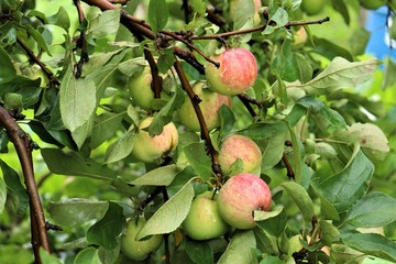 apples on a tree after rain