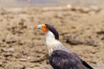 Crested Caracara (Caracara plancus), taken in Costa Rica