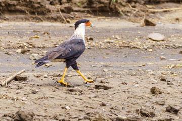 Crested Caracara (Caracara plancus), taken in Costa Rica