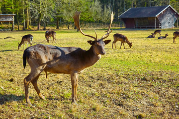 Imposing deer basks in the forest clearing, (fallow deer)