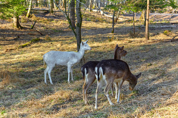 Rare albino deer in the forest clearing