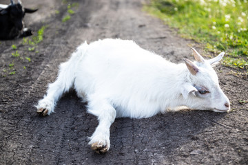 Newborn white baby goat lying in grass