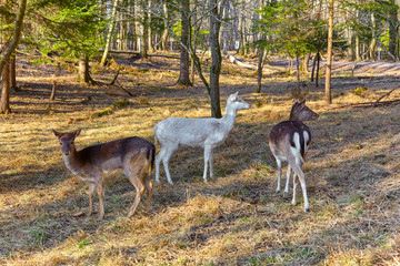 Rare albino deer in the forest clearing