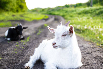 Obraz premium Newborn white baby goat lying in grass