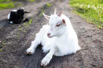 Fototapeta premium Newborn white baby goat lying in grass