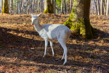 Rare albino deer in the forest clearing