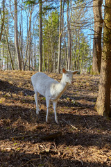 Rare albino deer in the forest clearing