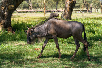 Western white-bearded wildebeest (C. t. mearnsi), Naivasha, Kenya