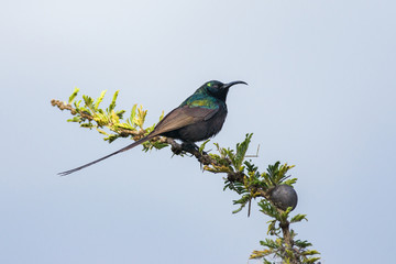bronzy or bronze sunbird (Nectarinia kilimensis) perched on branch, Naivasha, Kenya