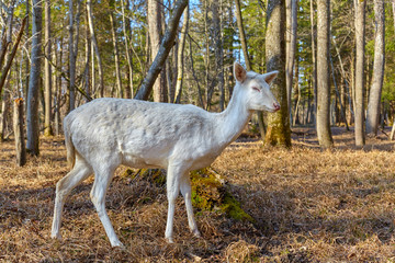 Rare albino deer in the forest clearing