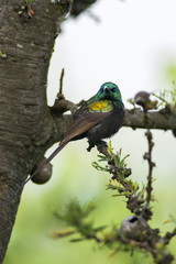 bronzy or bronze sunbird (Nectarinia kilimensis) perched on branch, Naivasha, Kenya
