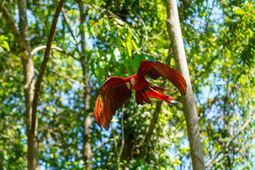 Scarlet Macaw (Ara macao) taken in Costa Rica © Chris