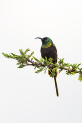 bronzy or bronze sunbird (Nectarinia kilimensis) perched on branch, Naivasha, Kenya