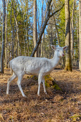 Obraz premium Rare albino deer in the forest clearing