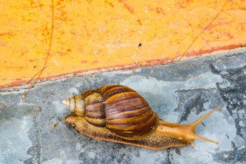 Big snail creeping slowly on cement floor and colorful wall background