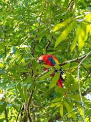 Scarlet Macaw (Ara macao) taken in Costa Rica