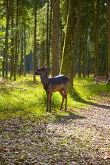 Young curious fallow deer on the forest glade.