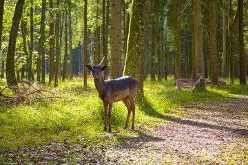 Young curious fallow deer on the forest glade.
