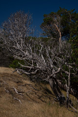 Tribune Bay - Hornby Island