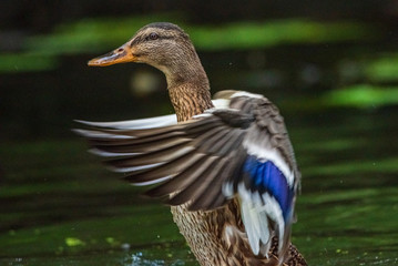 A duck flaps its wings. Photographed close-up.