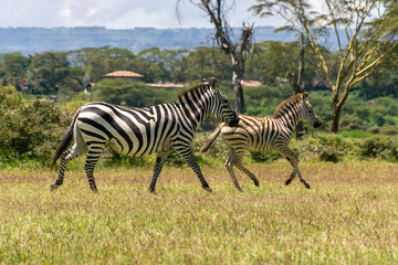 Mother and juvenile plains zebra (equus quagga) walking in grass, lake Naivasha, Kenya