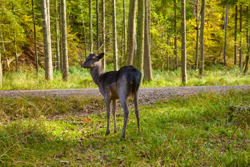 Young curious fallow deer on the forest glade.