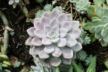 Close up Succulent Plant