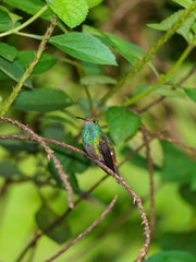Fototapeta premium Rufous-Tailed Hummingbird (Amazilia tzacatl), taken in Costa Rica