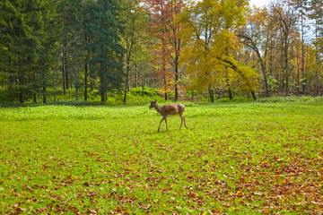 Doe in the autumn on the forest glade.