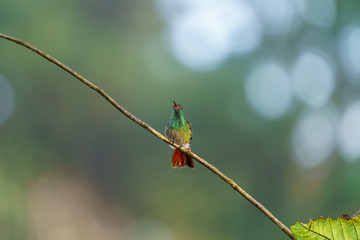 Rufous-Tailed Hummingbird (Amazilia tzacatl), taken in Costa Rica