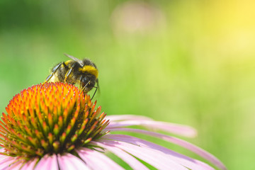 Bombus. Single bumblebee on echinacea flower.