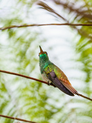 Rufous-Tailed Hummingbird (Amazilia tzacatl), taken in Costa Rica