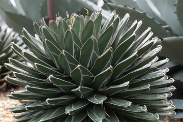 Form and Texture of Cactus Leaves and Spines