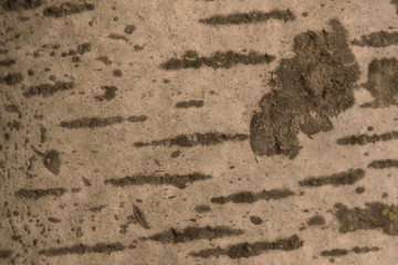 abstract texture made from the trunk of a tree