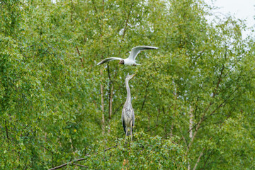 Grey Heron (Ardea cinerea) being attacked byy black headed gull, taken in UK