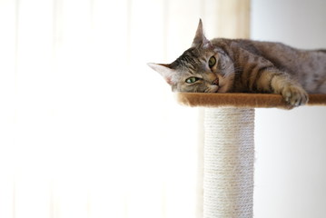 キャットタワー