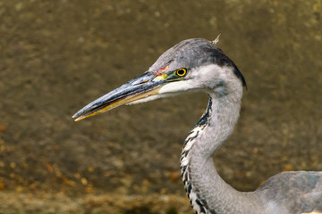 Grey Heron (Ardea cinerea), taken in UK