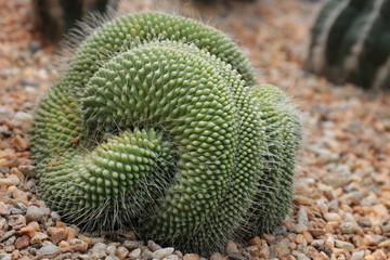 Curve and Texture of Green Cactus