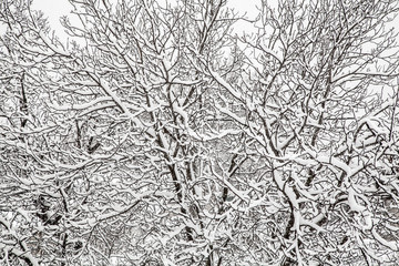 fluffy white snow on the branches