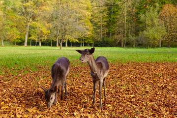 wo young deer in the forest clearing, (fallow deer)
